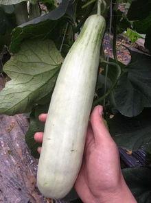 网红吃瓜的日子